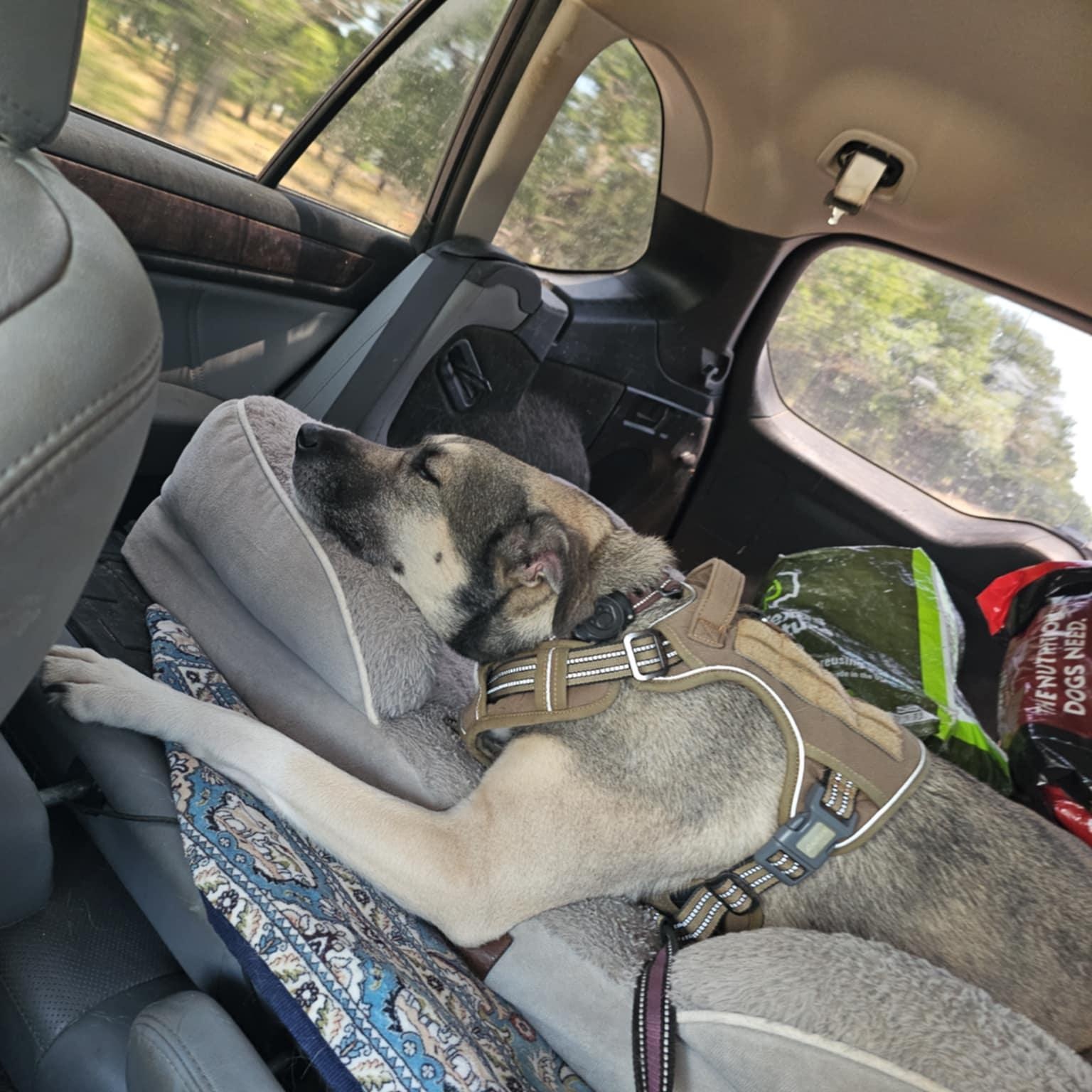 Vi, a Adoptable mixed breed in Austin, TX image 2/4