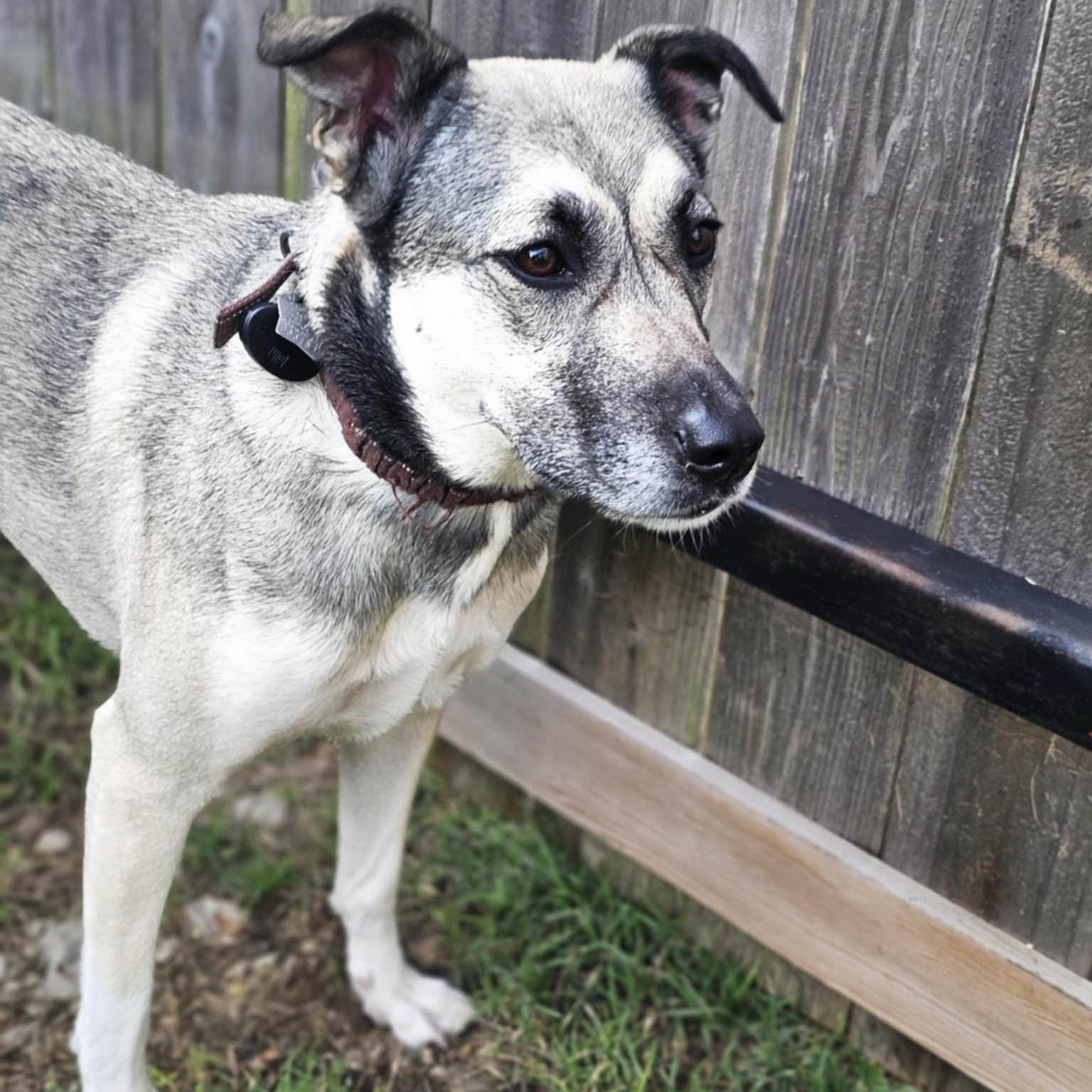 Vi, a Adoptable mixed breed in Austin, TX image 3/4