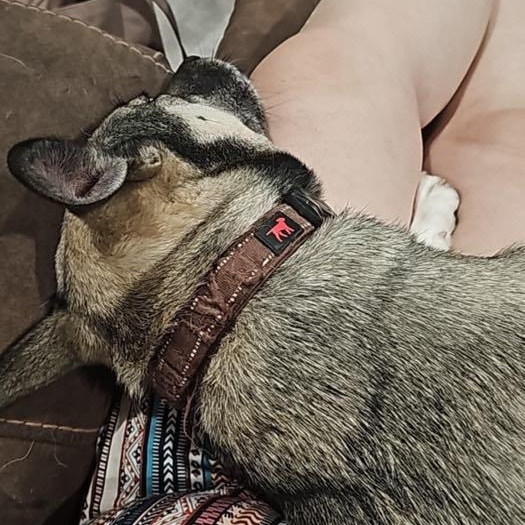 Vi, a Adoptable mixed breed in Austin, TX image 4/4