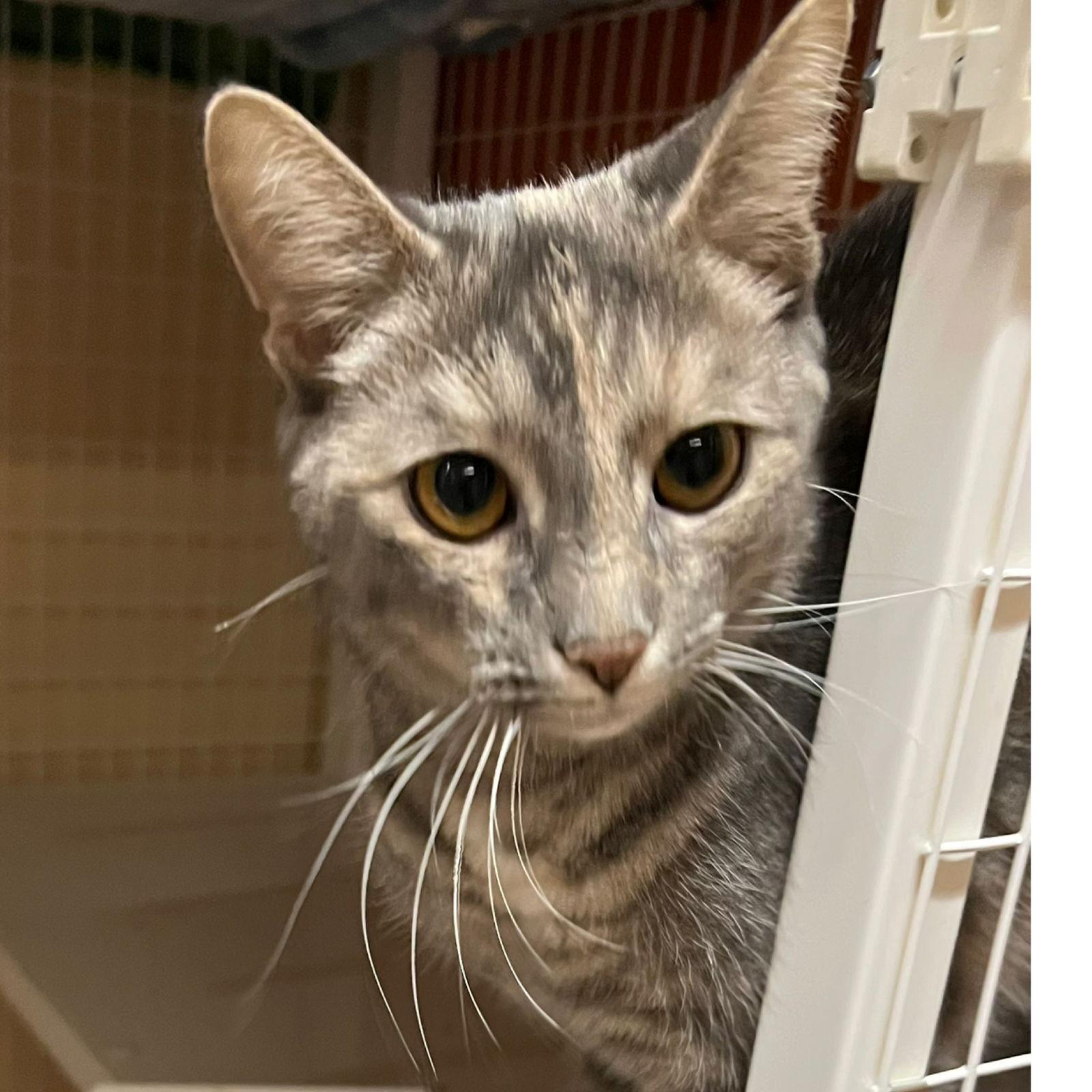 Enlarge Jade, a Adoptable Domestic Short Hair in Blasdell, NY image 1/1