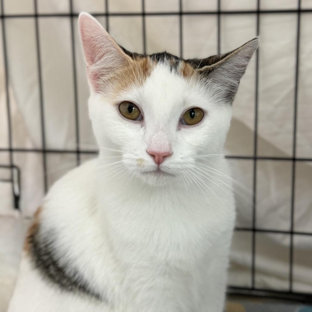 Enlarge Arial, a Adoptable Domestic Short Hair in Durham, NC image 1/4