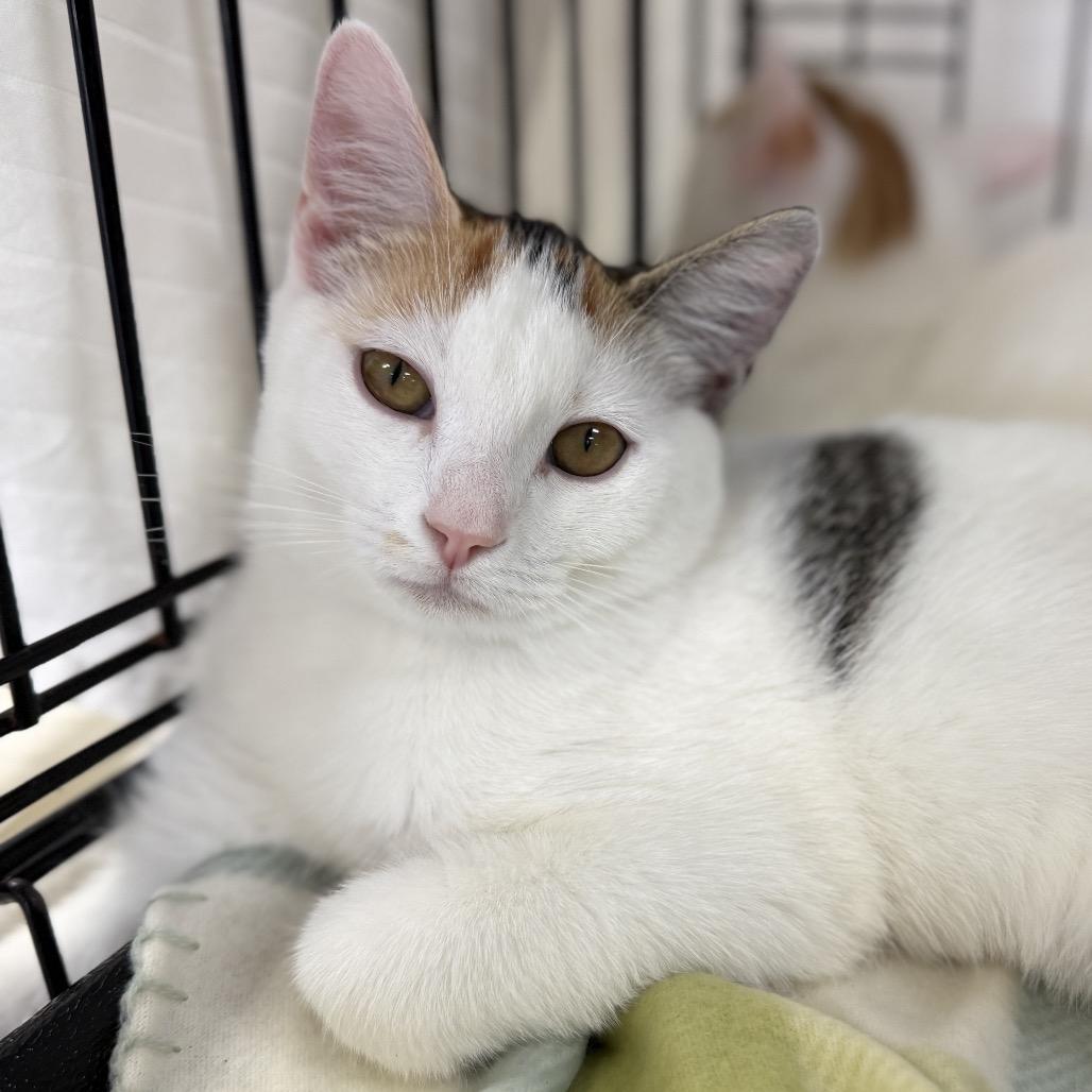 Enlarge Arial, a Adoptable Domestic Short Hair in Durham, NC image 2/4