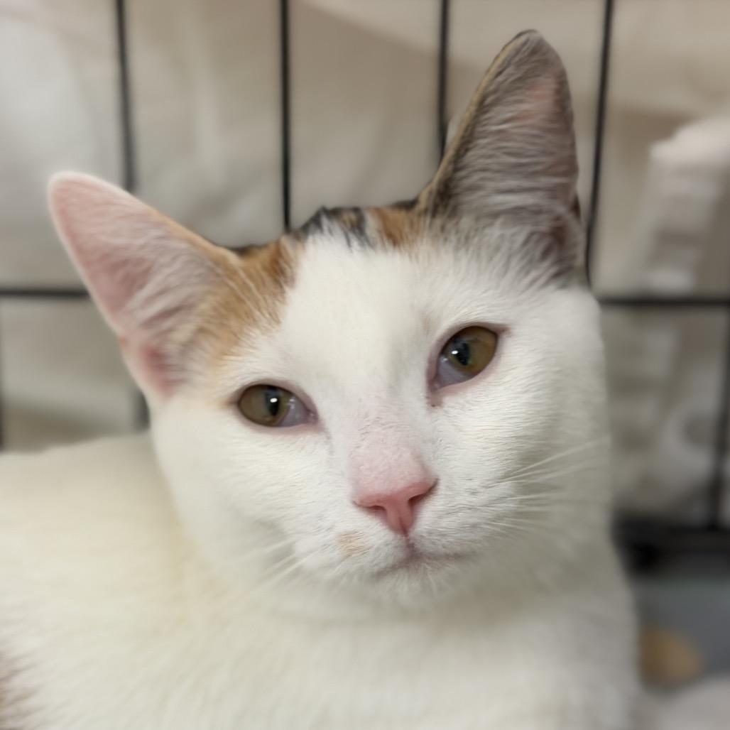Enlarge Arial, a Adoptable Domestic Short Hair in Durham, NC image 3/4