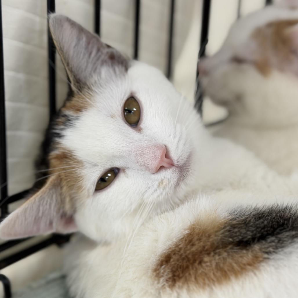 Enlarge Arial, a Adoptable Domestic Short Hair in Durham, NC image 4/4