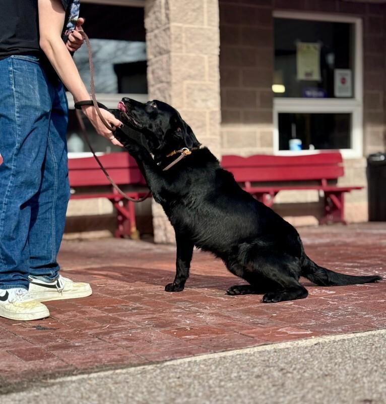 Enlarge Ollie, a Adoptable Black Labrador Retriever in Wooster, OH image 1/3