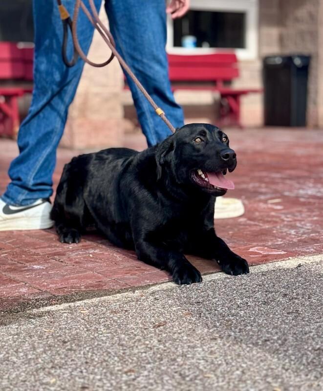 Enlarge Ollie, a Adoptable Black Labrador Retriever in Wooster, OH image 2/3