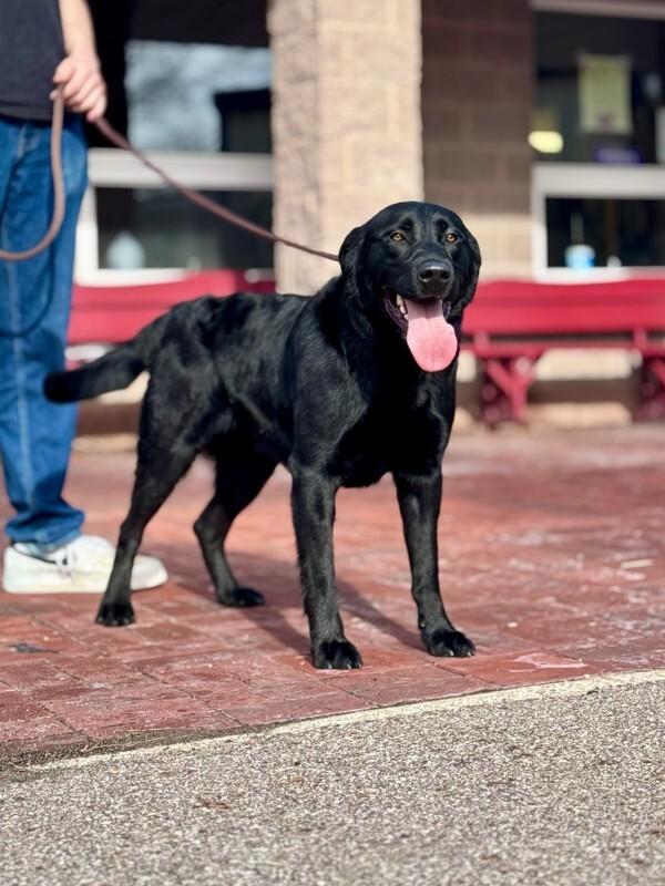 Enlarge Ollie, a Adoptable Black Labrador Retriever in Wooster, OH image 3/3