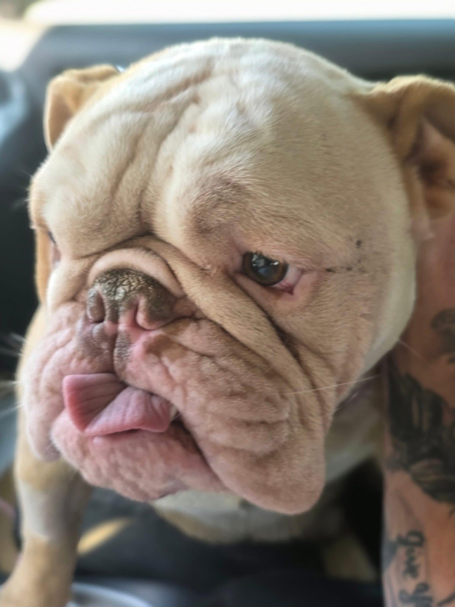 Biscuit (Neglect survivor looking for love!), Adult Male Bulldog