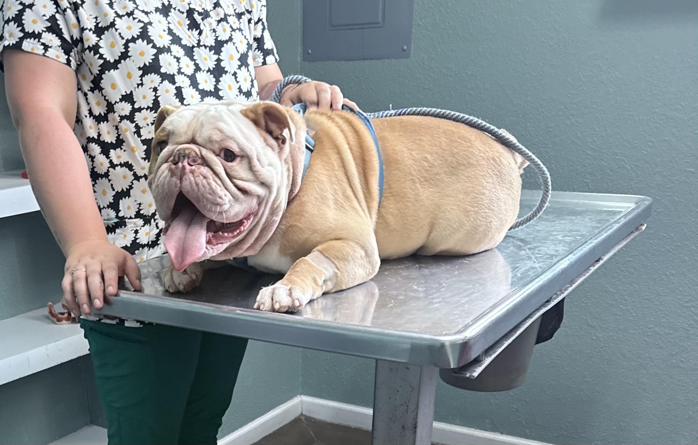 Biscuit (Neglect survivor looking for love!) photo 2