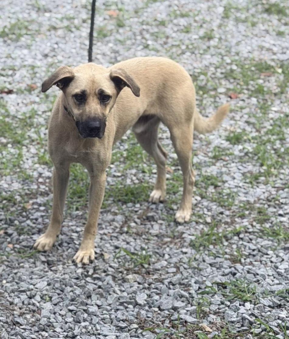 Enlarge Mozza, a Adoptable mixed breed in Elizabethtown, NC image 1/1