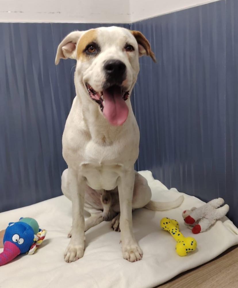 Buddy — thumbnail 3