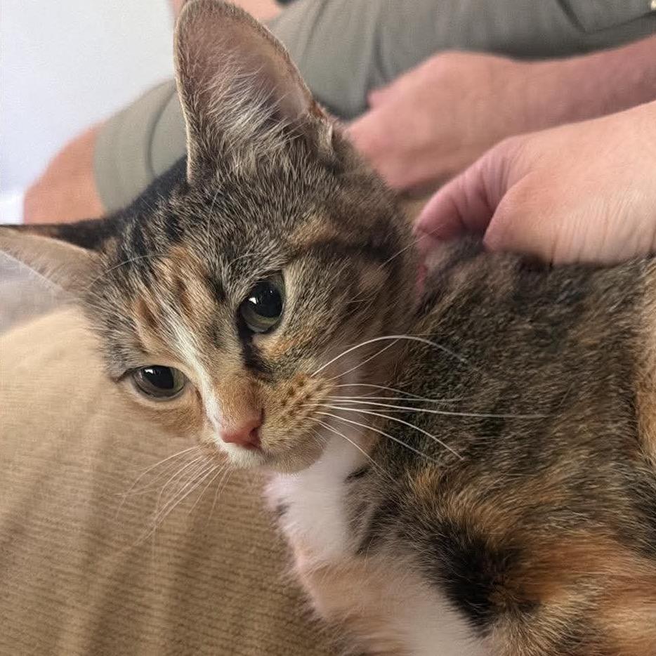 Enlarge Lou, a Adoptable Domestic Short Hair in Edwards, IL image 1/1