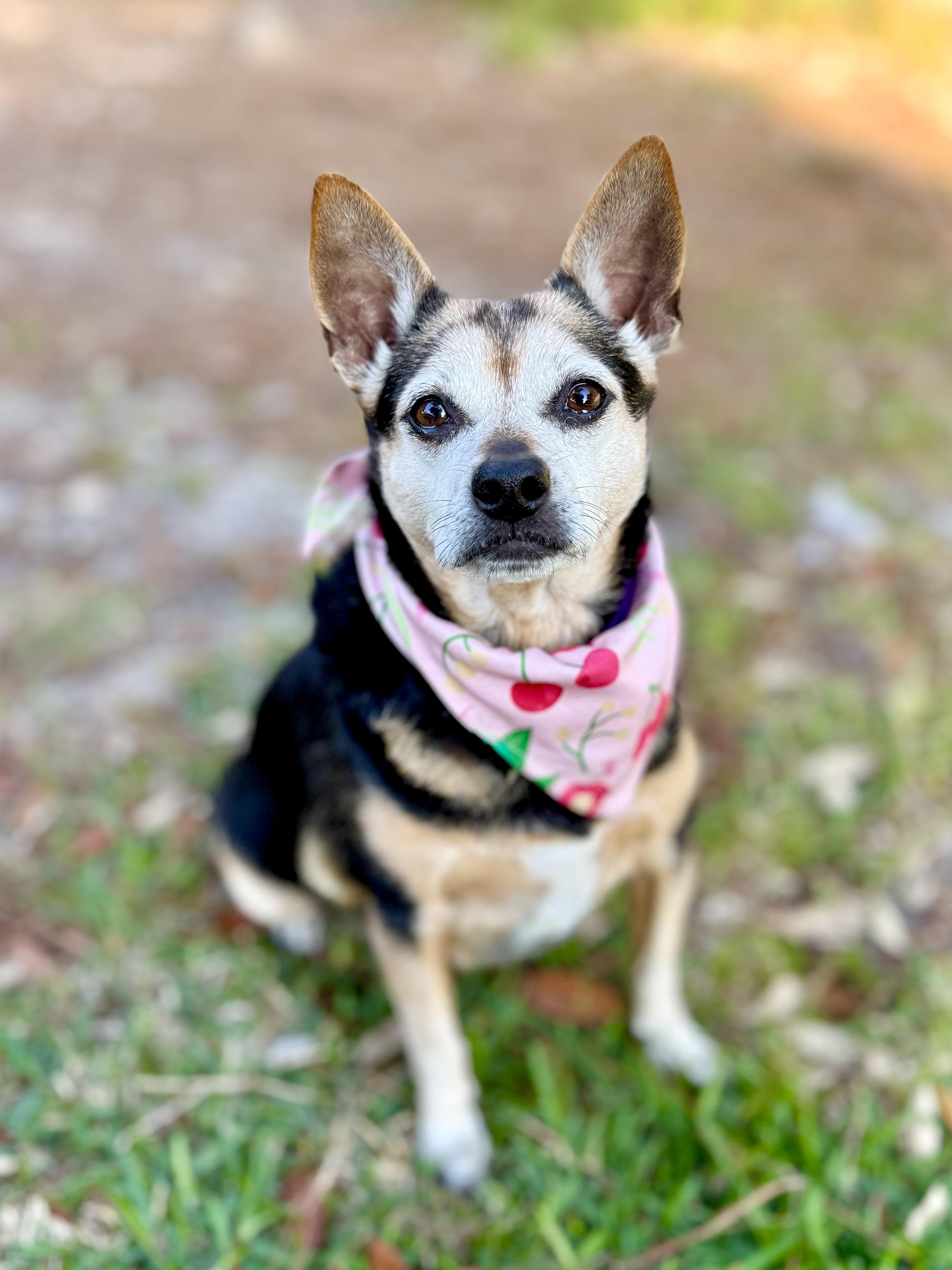 Jovie, ADOPTABLE, Adult Female Chihuahua.