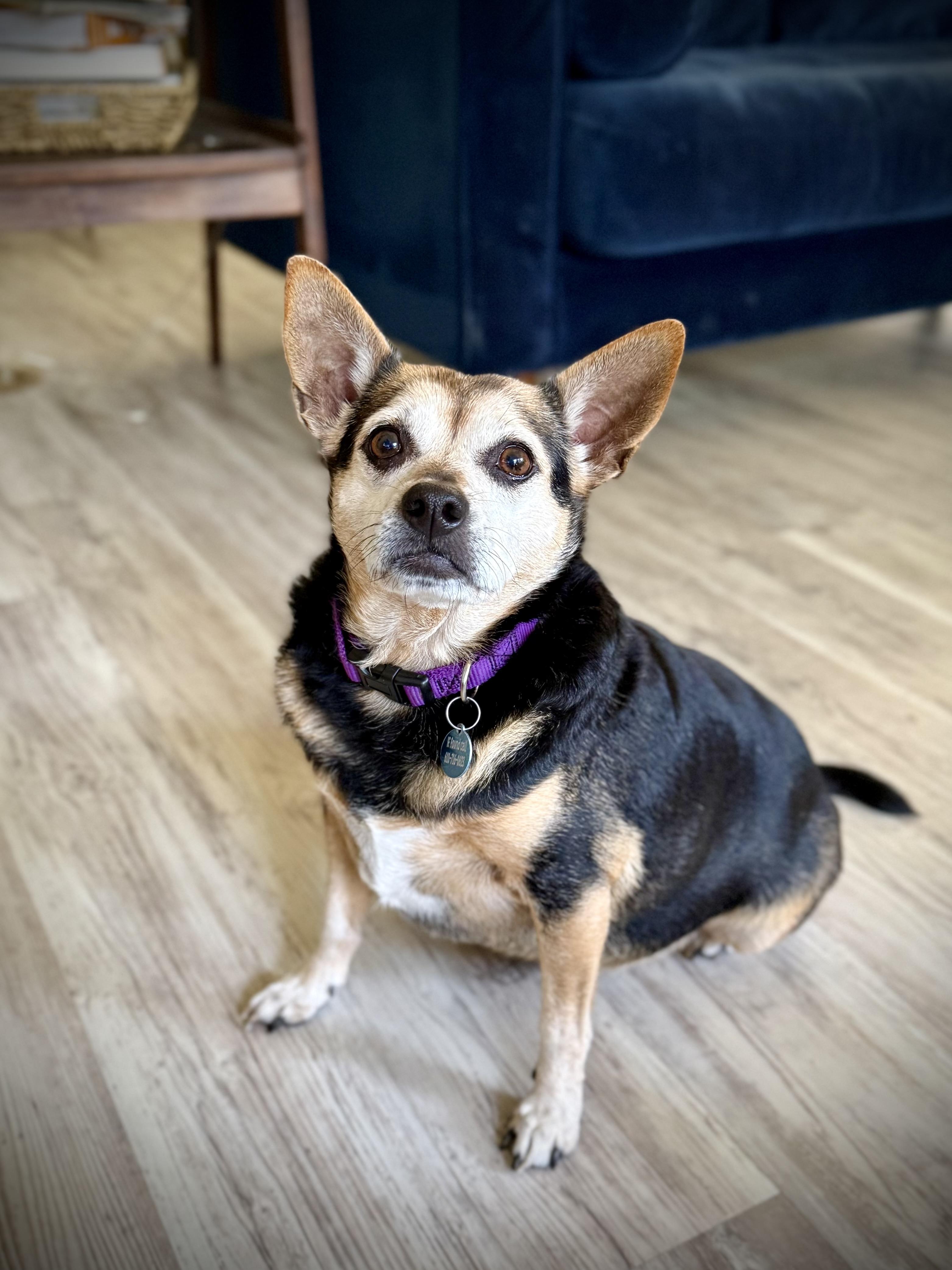 Enlarge Jovie, a ADOPTABLE mixed breed in Milton, FL image 5/6