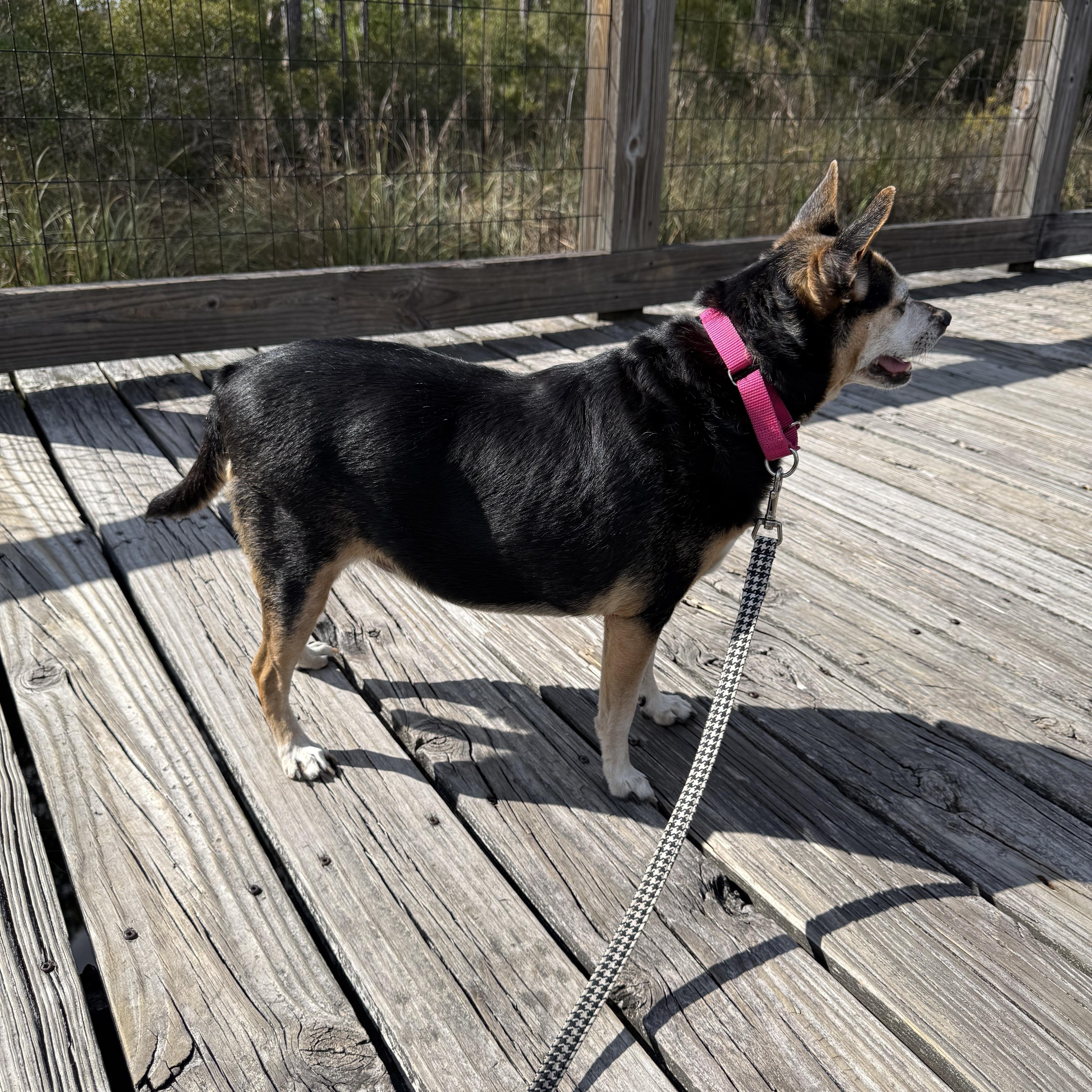 Enlarge Jovie, a ADOPTABLE mixed breed in Milton, FL image 3/4