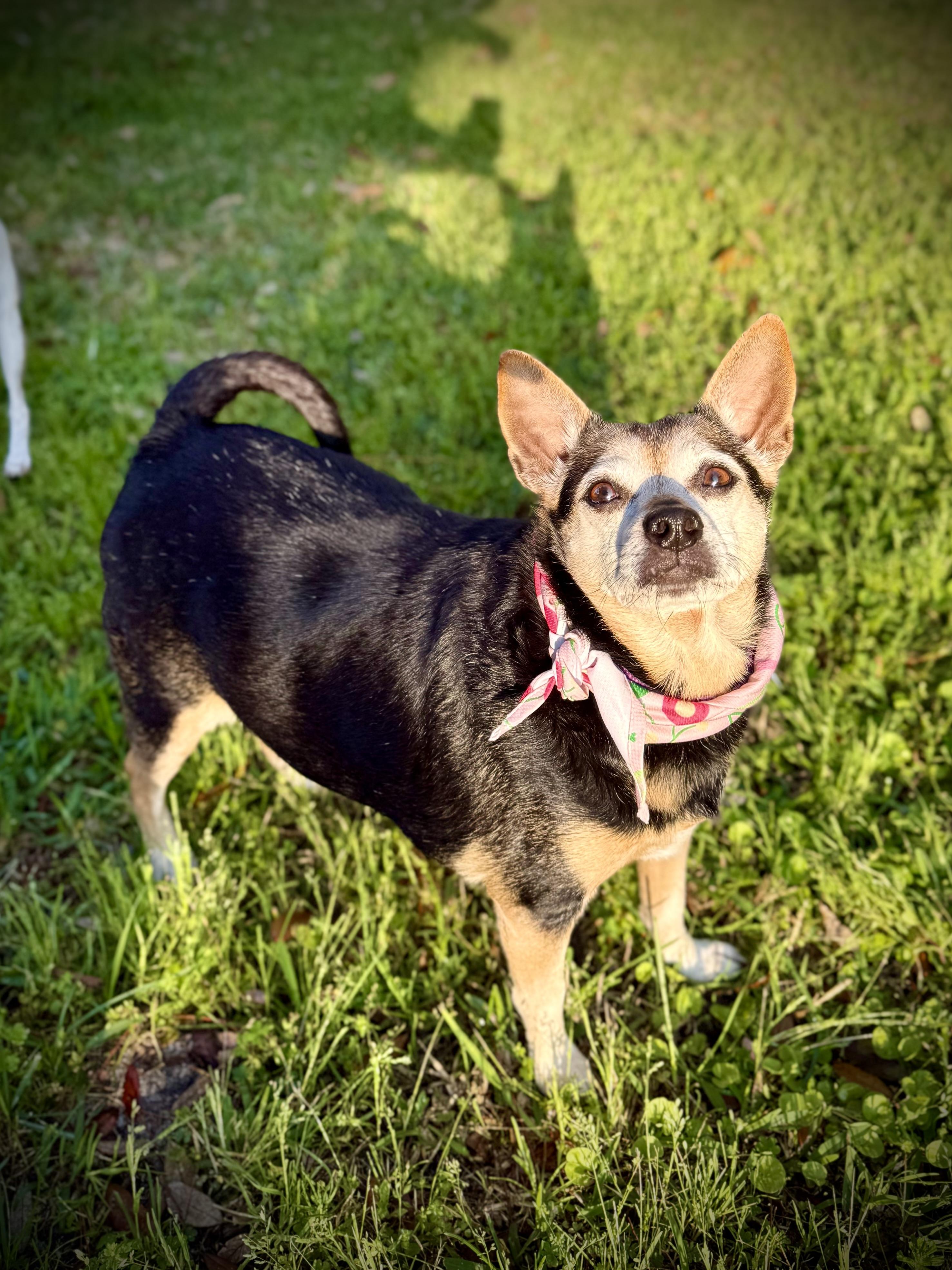 Enlarge Jovie, a ADOPTABLE mixed breed in Milton, FL image 6/6