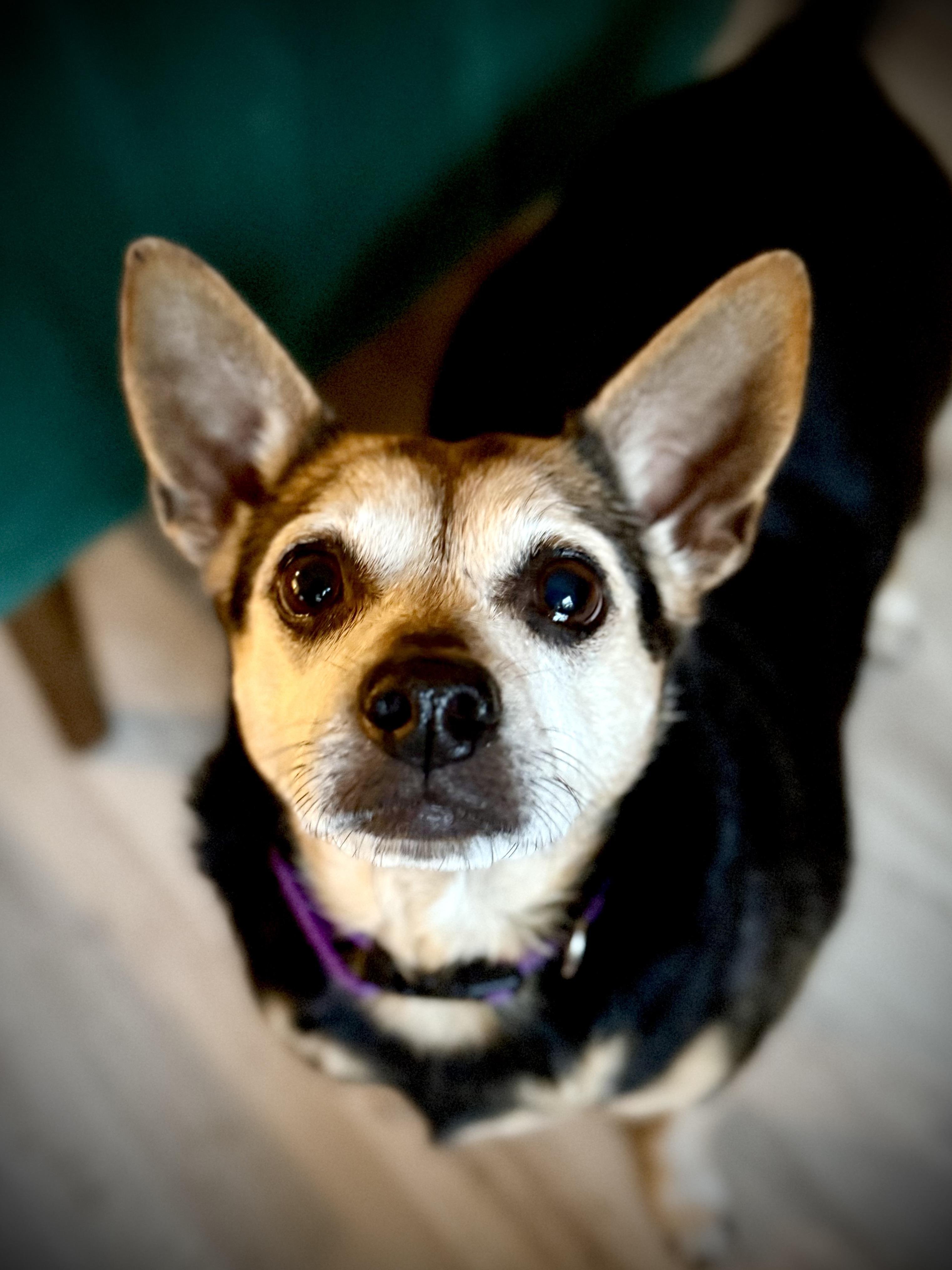 Enlarge Jovie, a ADOPTABLE mixed breed in Milton, FL image 2/4