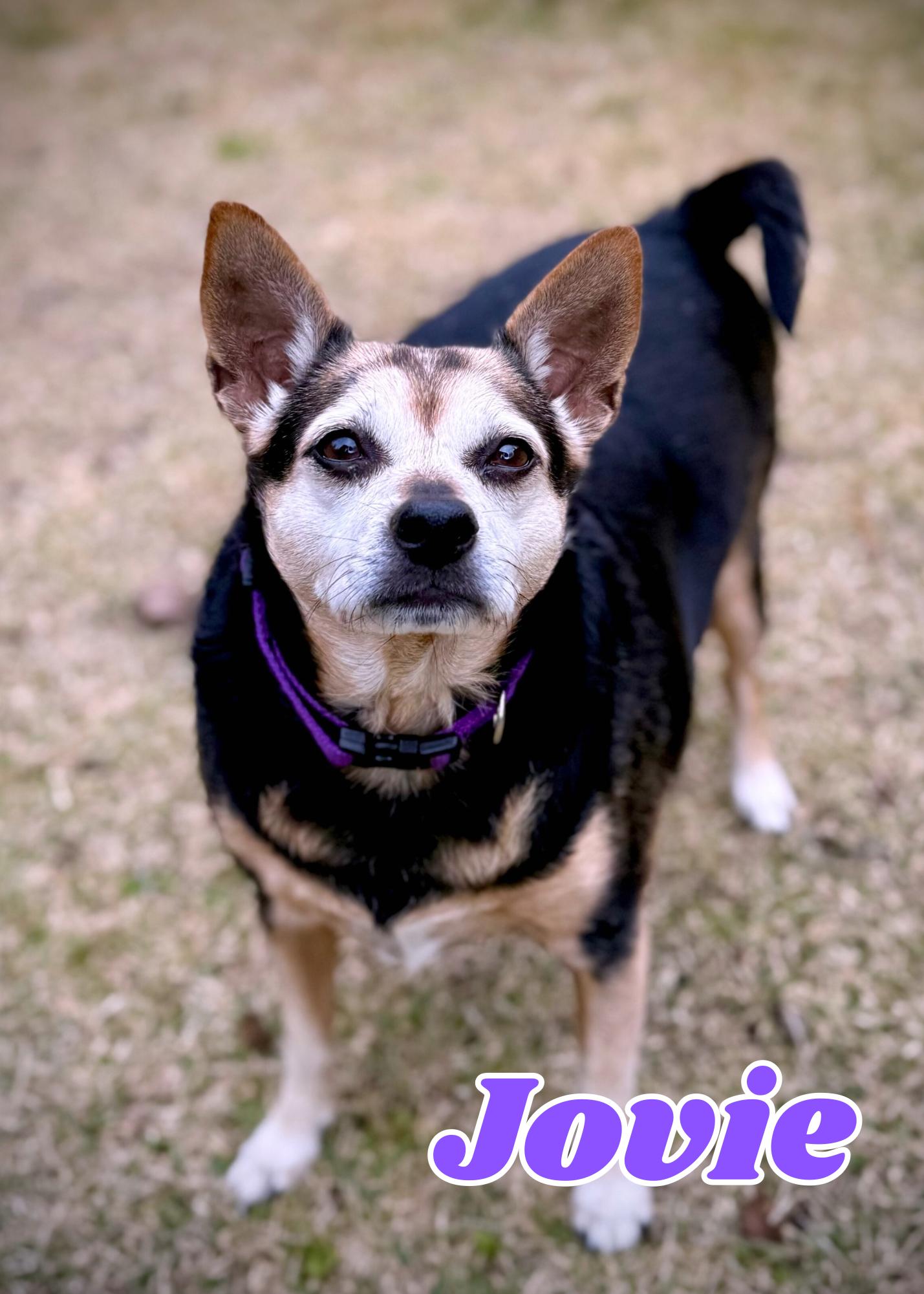 Jovie, ADOPTABLE, Adult Female Chihuahua.