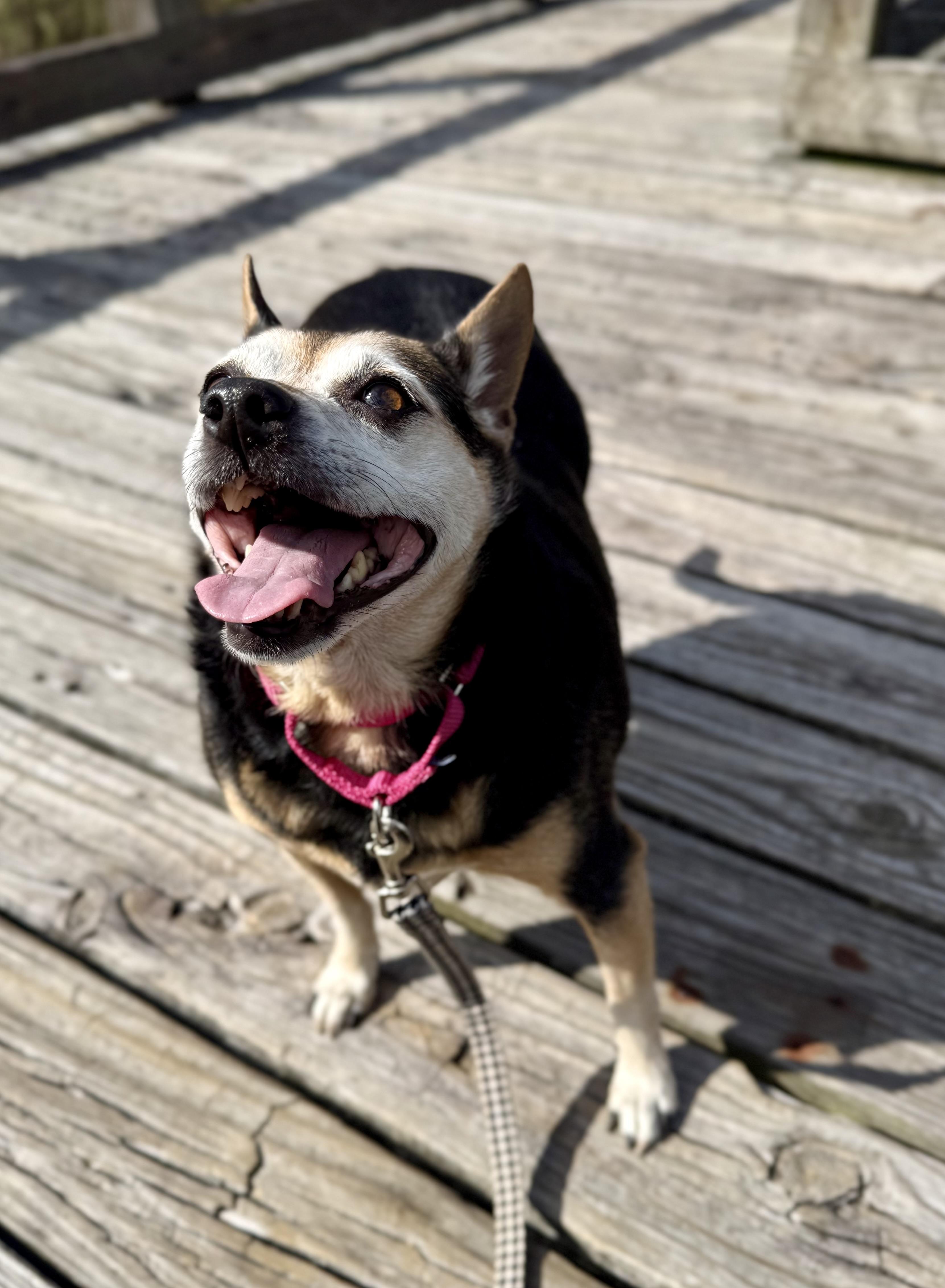 Enlarge Jovie, a ADOPTABLE mixed breed in Milton, FL image 4/4