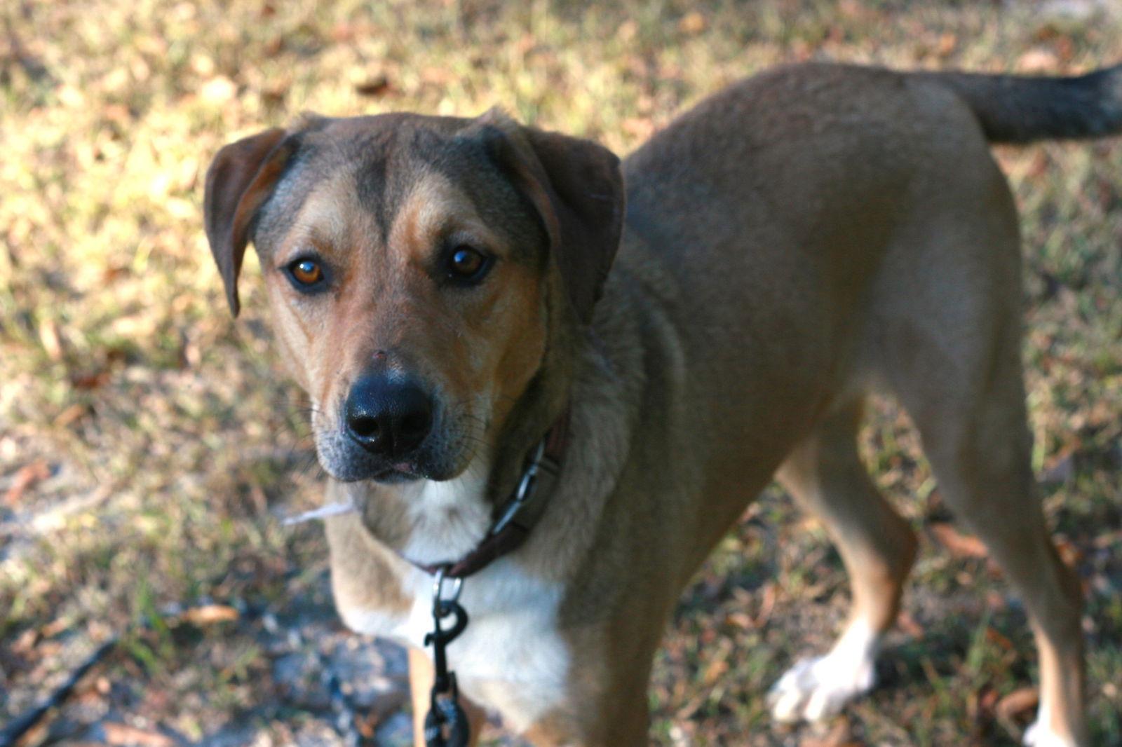 Enlarge Nora, a Adoptable mixed breed in Attalla, AL image 1/3