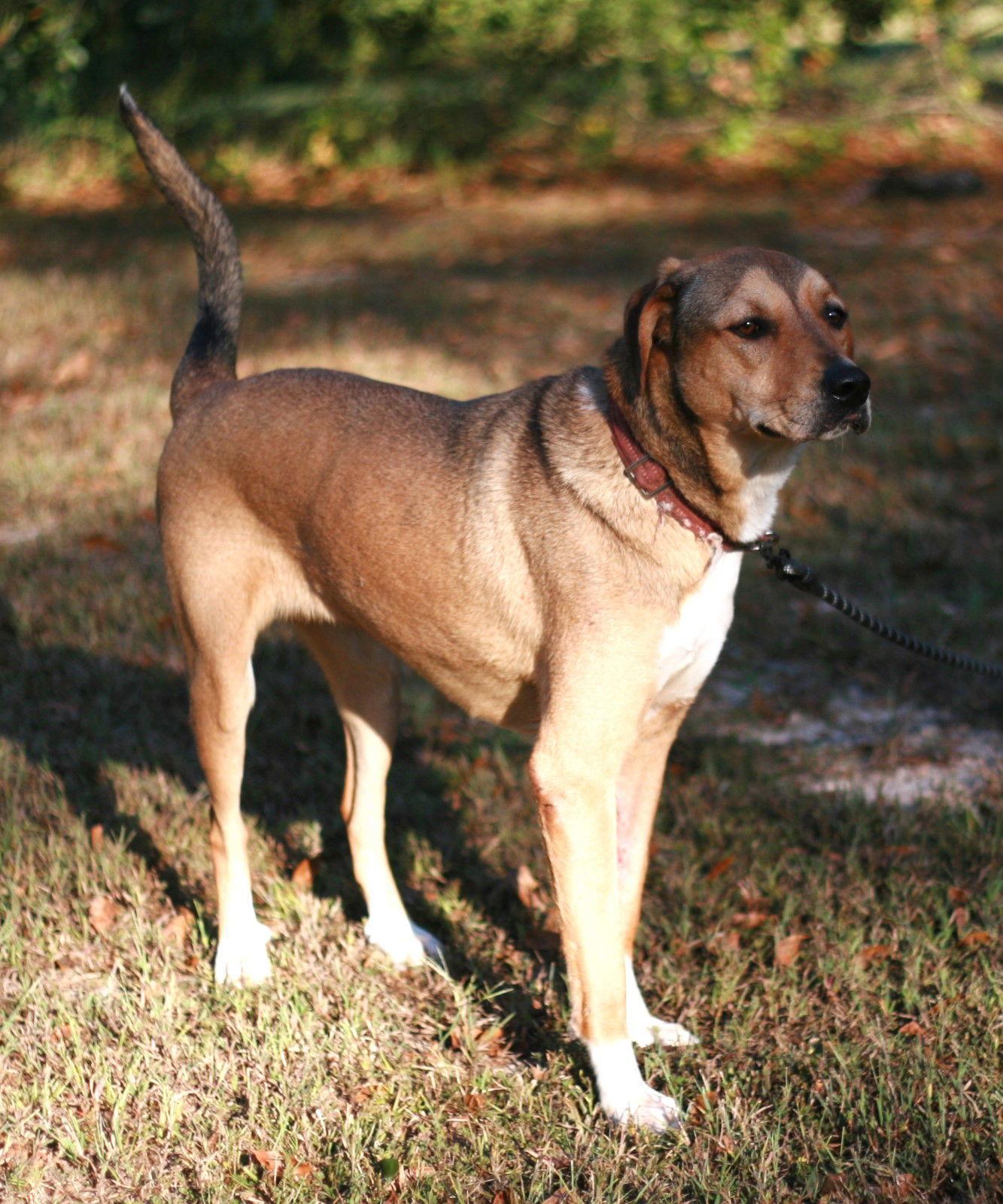 Enlarge Nora, a Adoptable mixed breed in Attalla, AL image 3/3