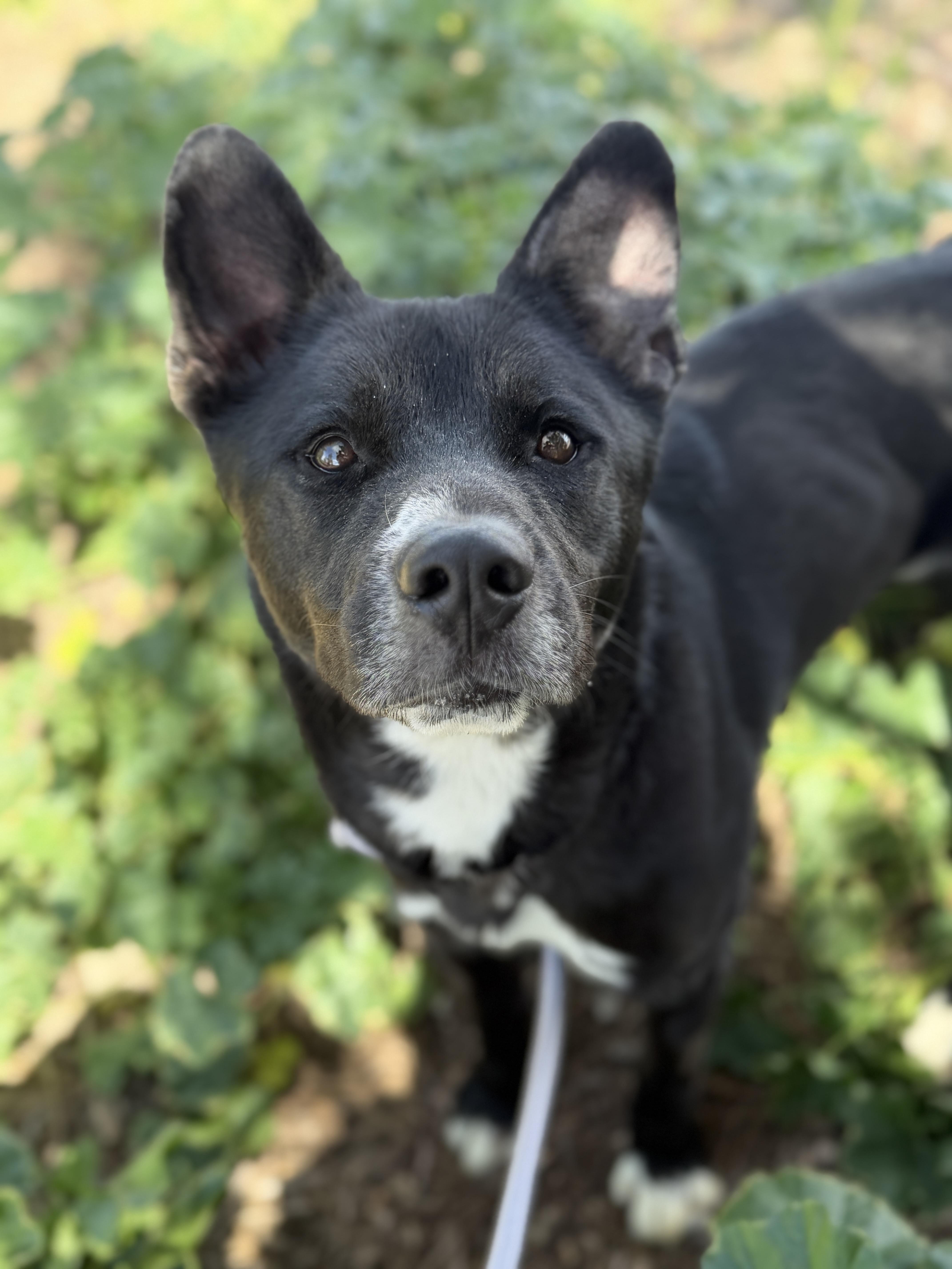 Buddy, Adoptable, Adult Male Shepherd.