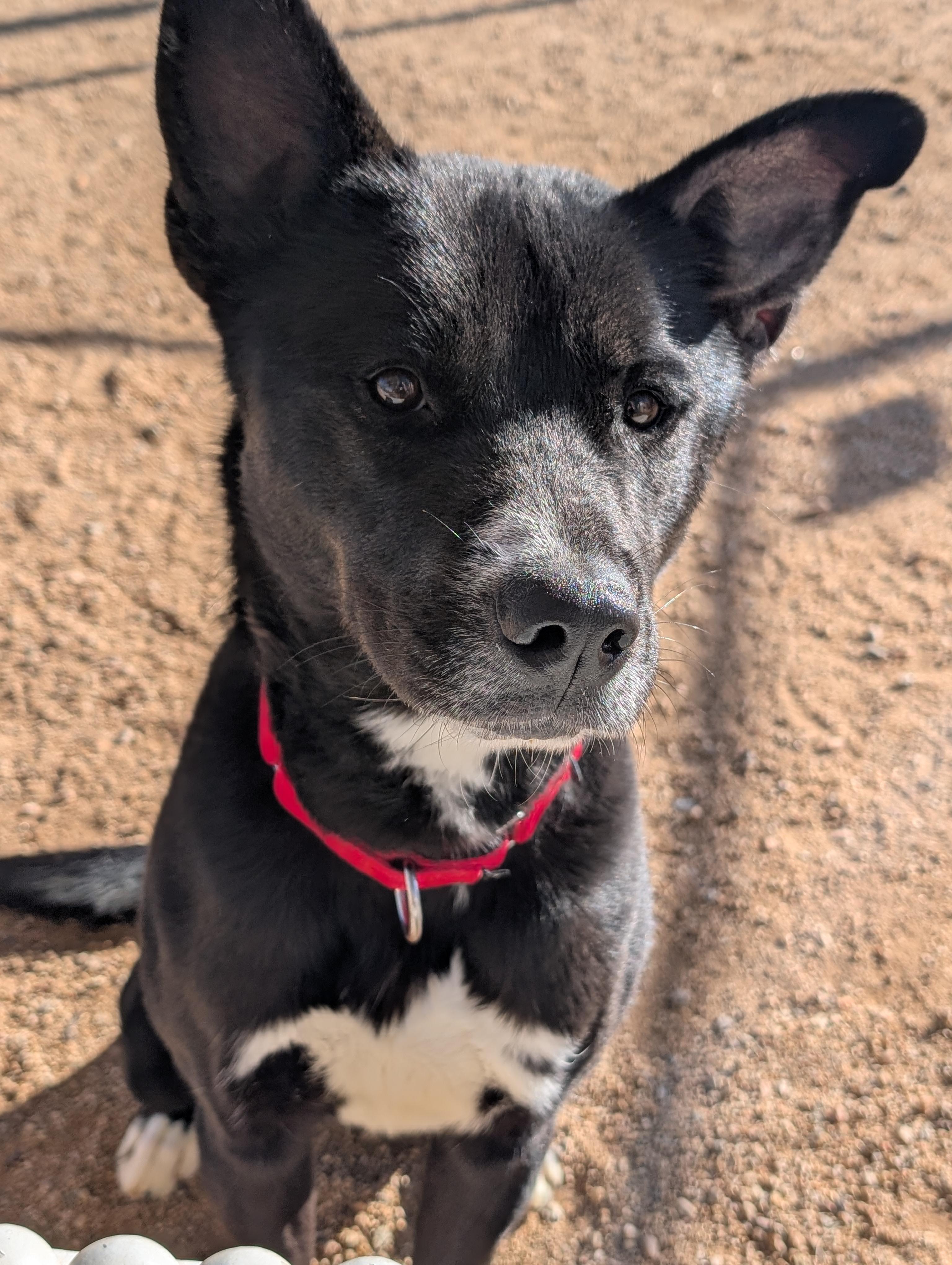 Enlarge Buddy, a Adoptable mixed breed in Sierra Vista, AZ image 2/5