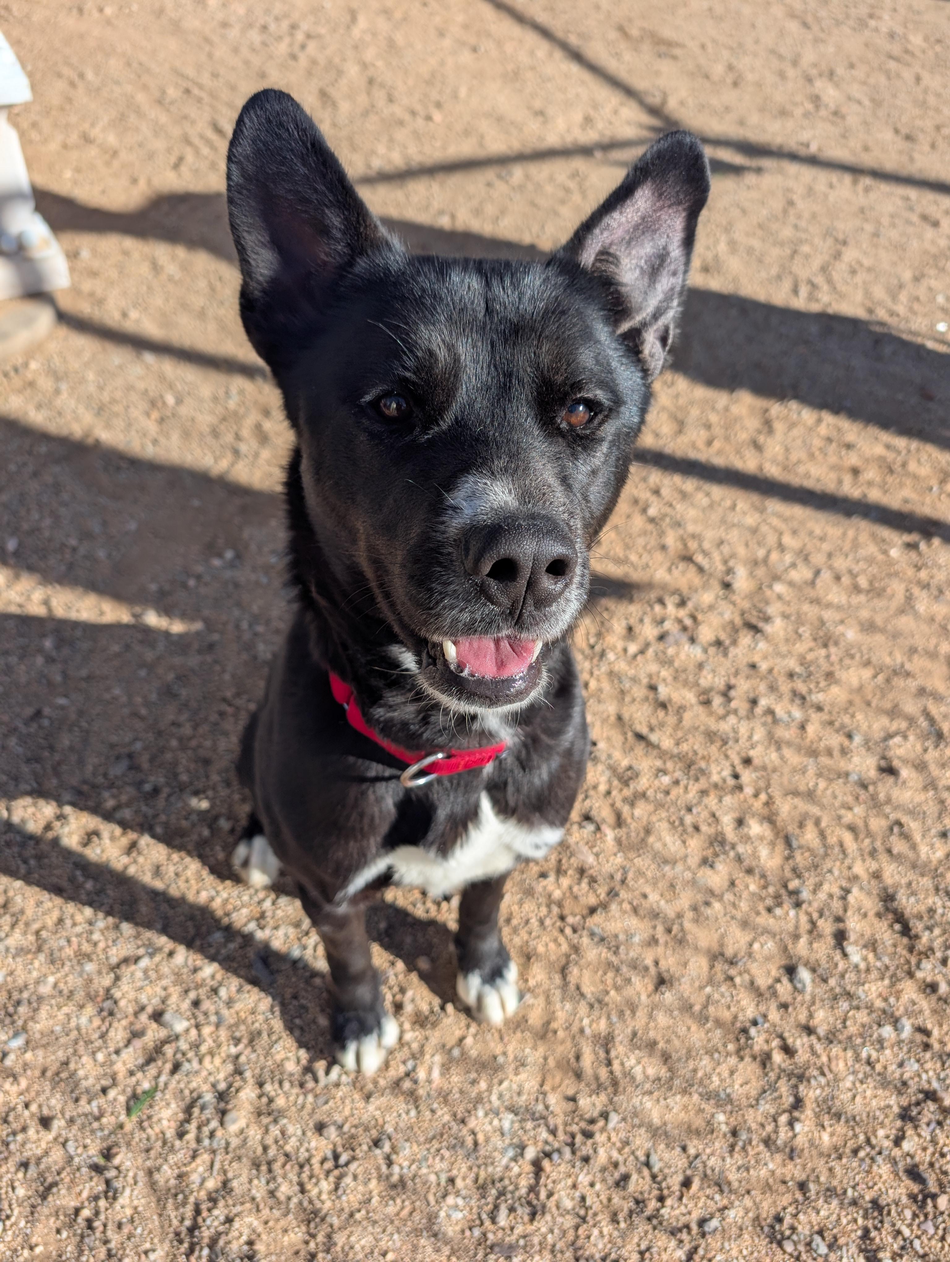 Enlarge Buddy, a Adoptable mixed breed in Sierra Vista, AZ image 4/5