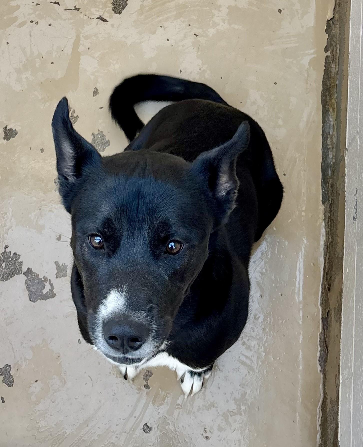 Enlarge Buddy, a Adoptable mixed breed in Sierra Vista, AZ image 1/1