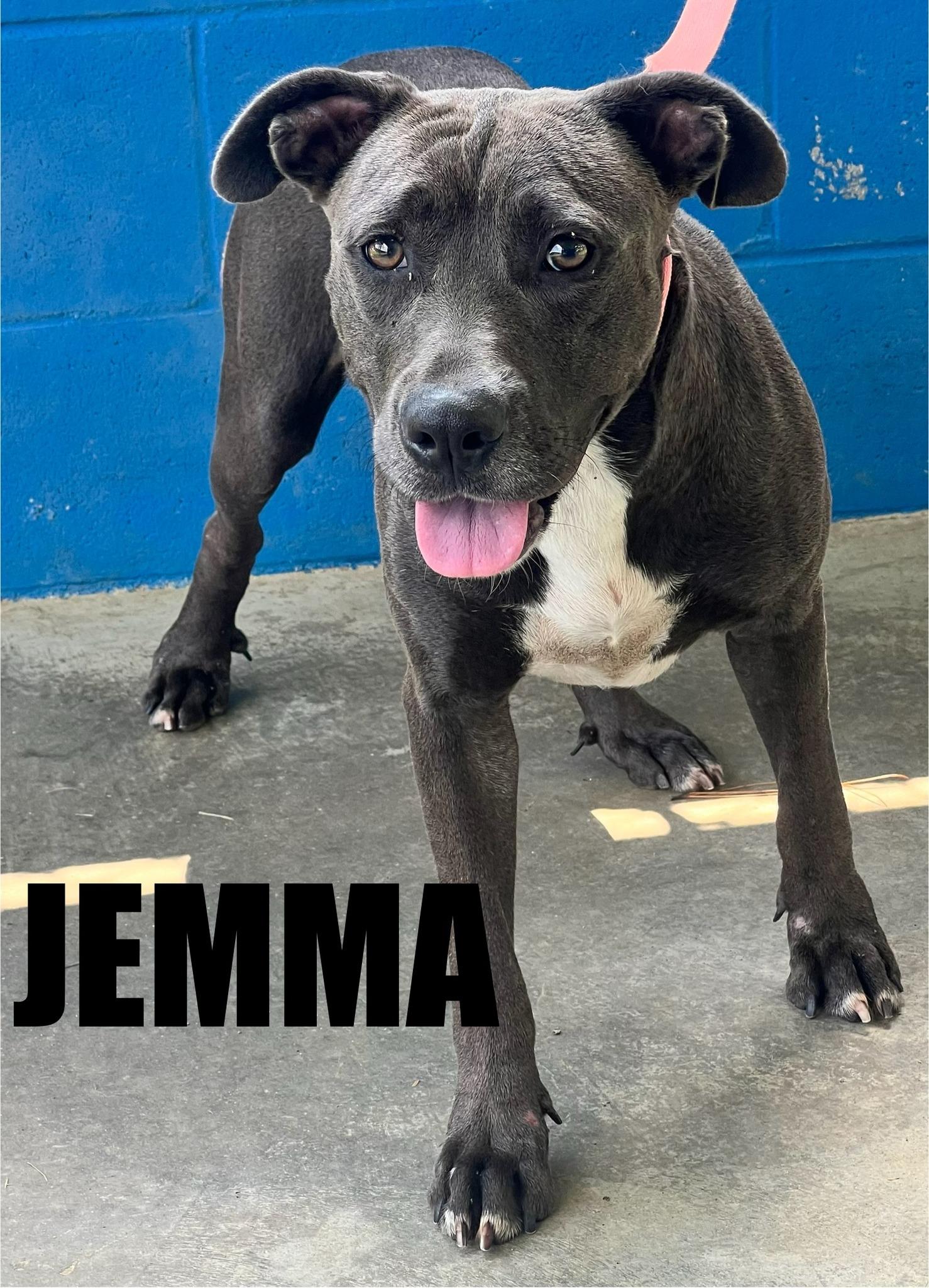 Enlarge Jemma, a Adoptable mixed breed in Snow Hill, NC image 1/1