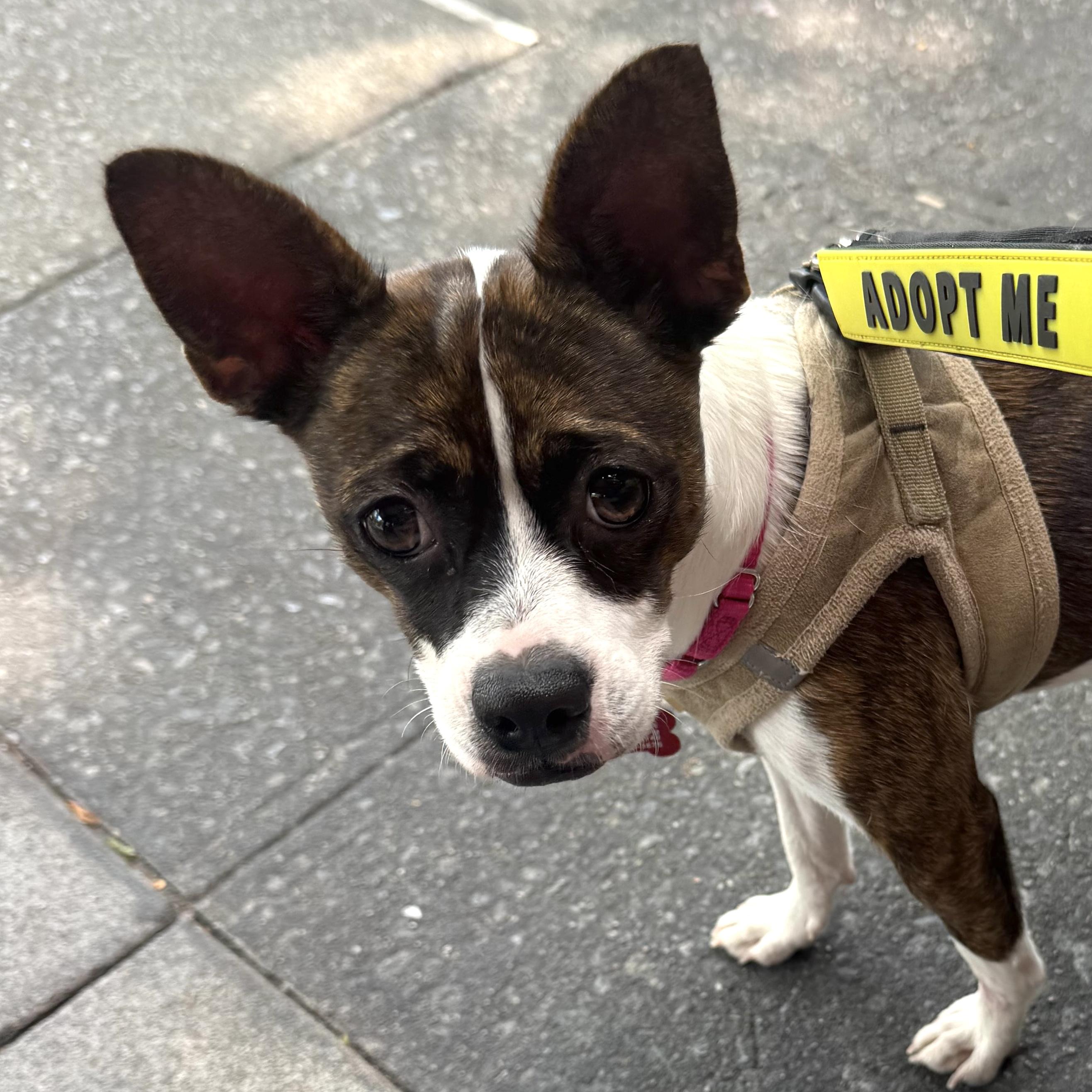 Mylie, a Adopted mixed breed in Brooklyn, NY image 1/6