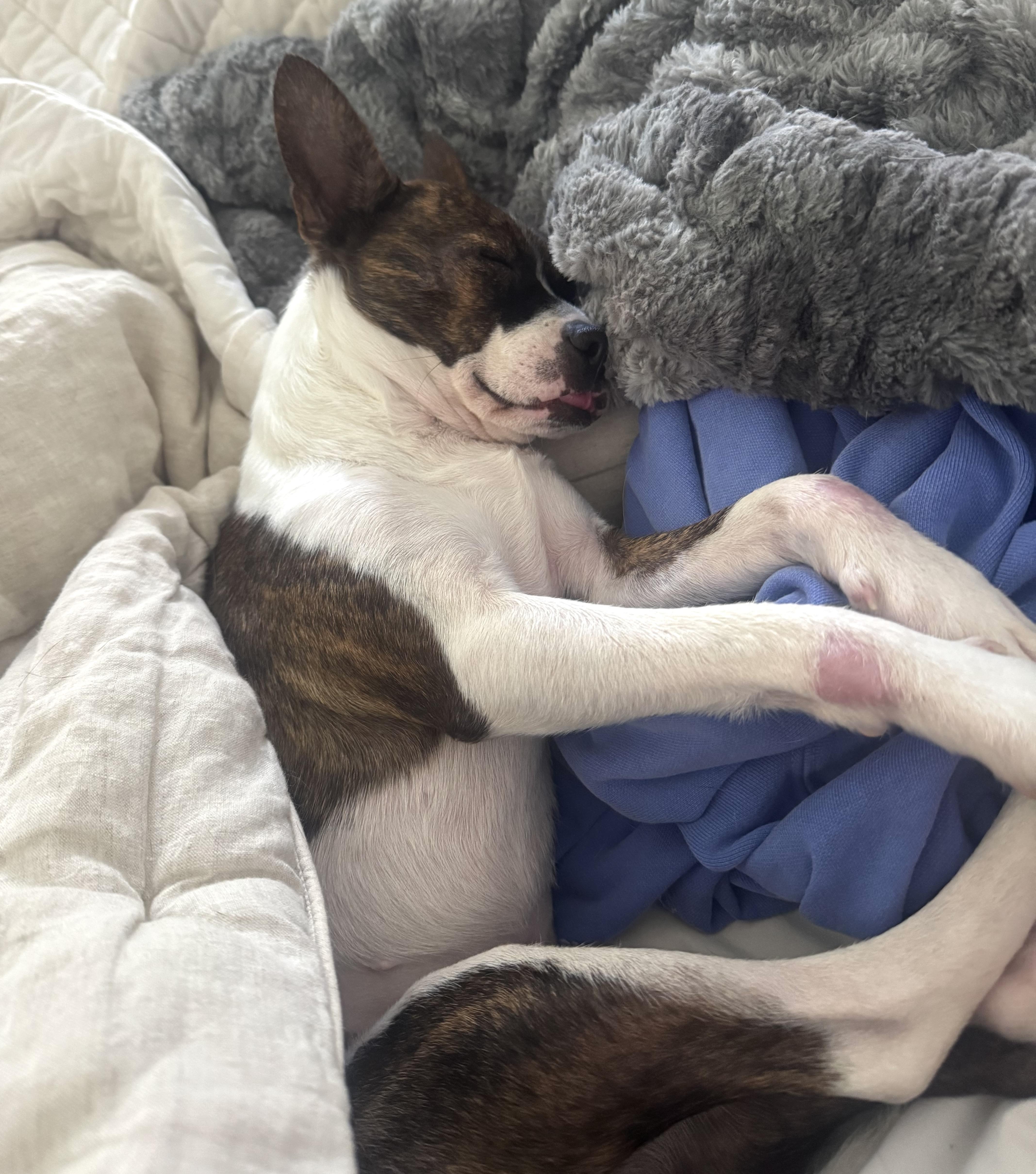 Mylie, a Adopted mixed breed in Brooklyn, NY image 2/6