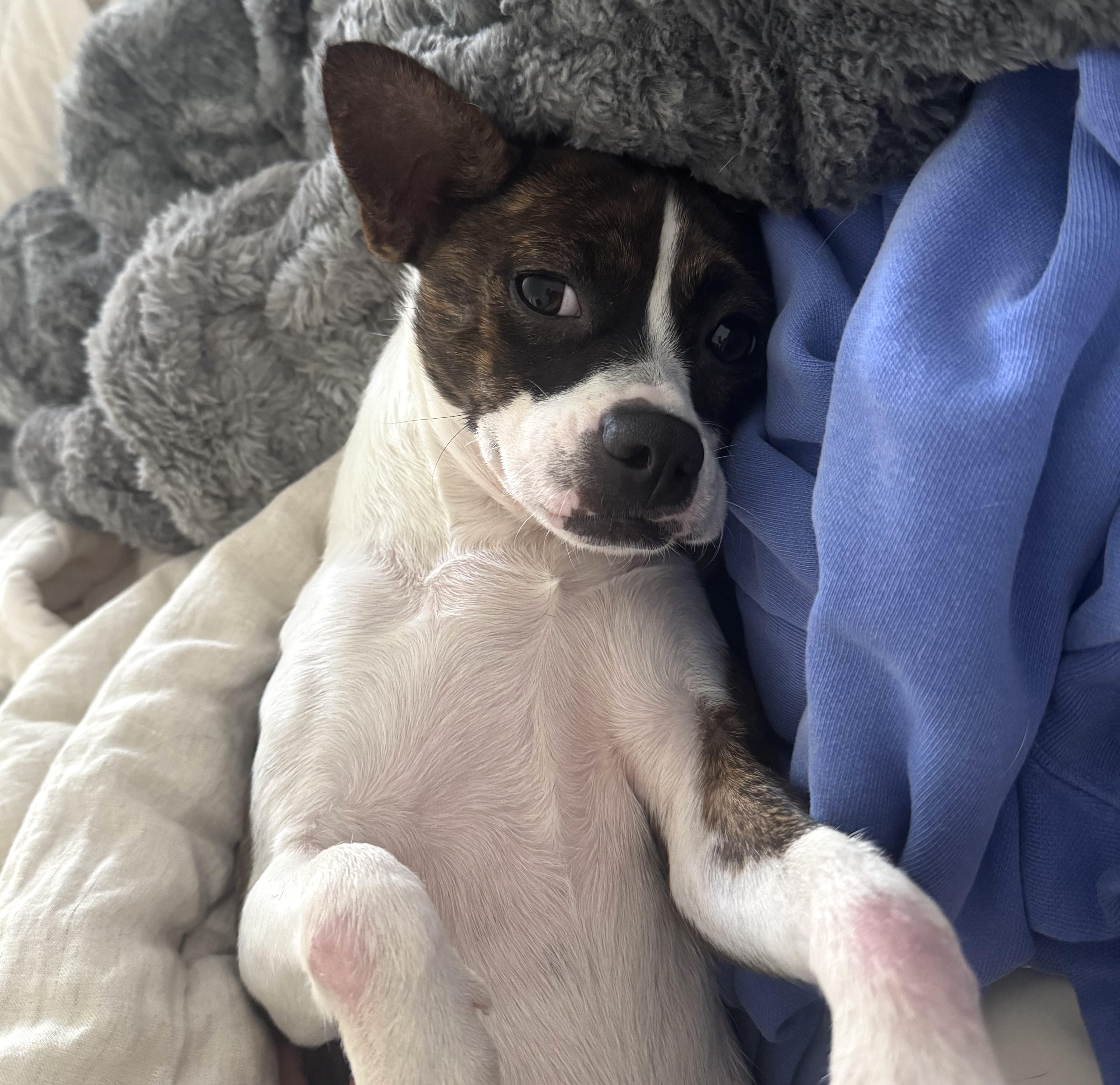 Mylie, a Adopted mixed breed in Brooklyn, NY image 3/6