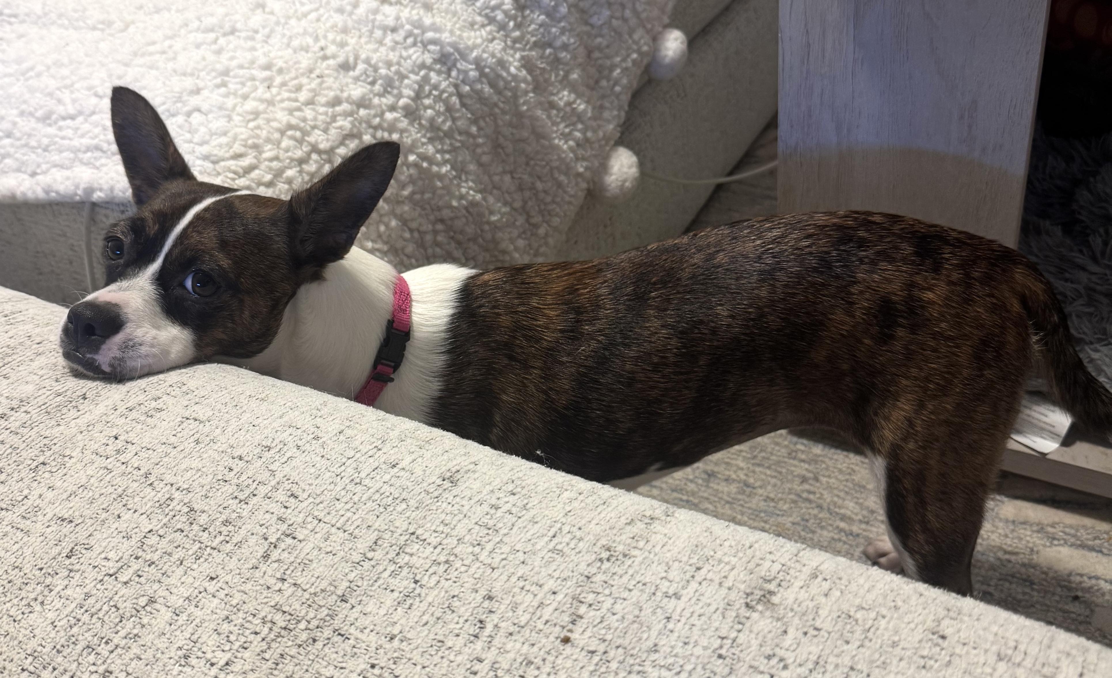 Mylie, a Adopted mixed breed in Brooklyn, NY image 4/6
