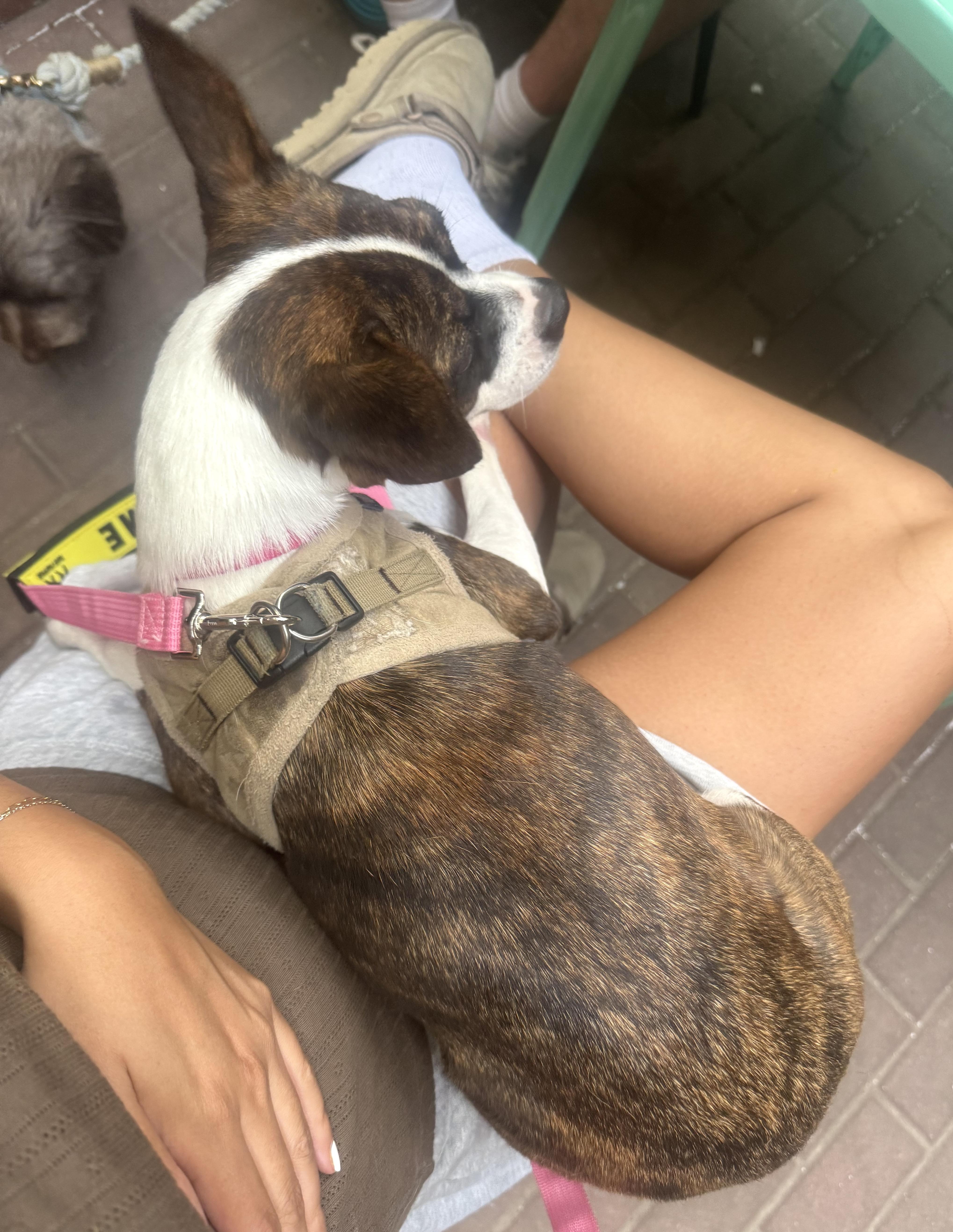 Mylie, a Adopted mixed breed in Brooklyn, NY image 5/6