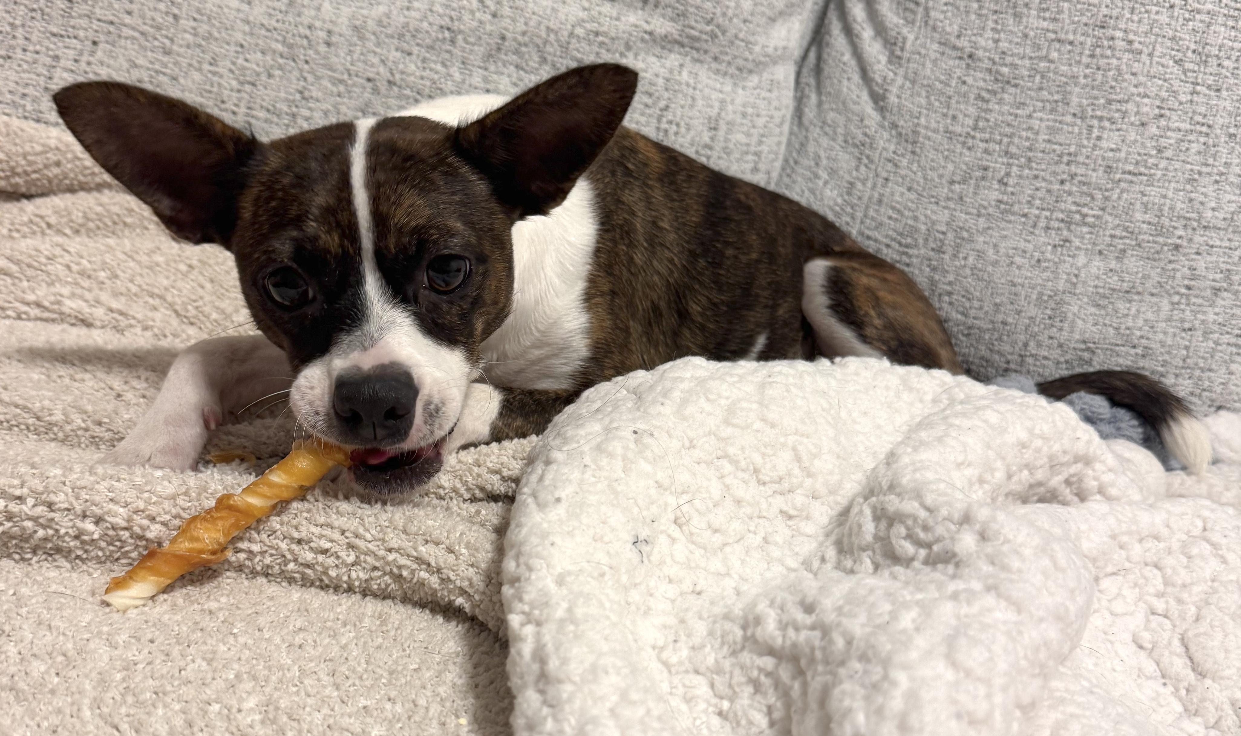 Mylie, a Adopted mixed breed in Brooklyn, NY image 6/6