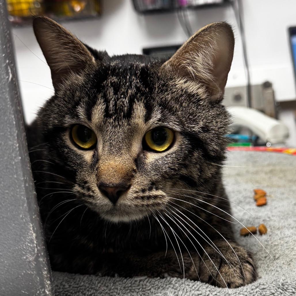 Ragu, Adoptable, Adult Male Domestic Short Hair.
