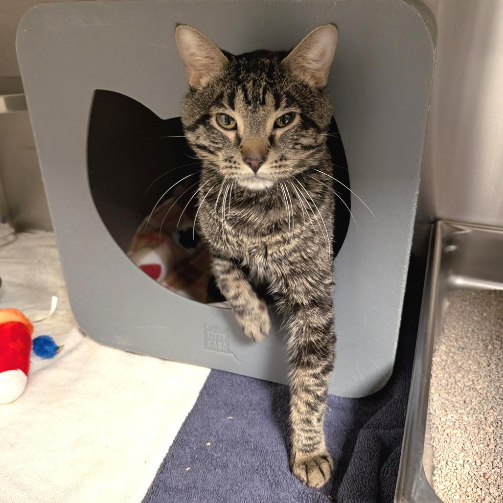 Ragu, a Adoptable Domestic Short Hair in Brookfield, WI image 2/2