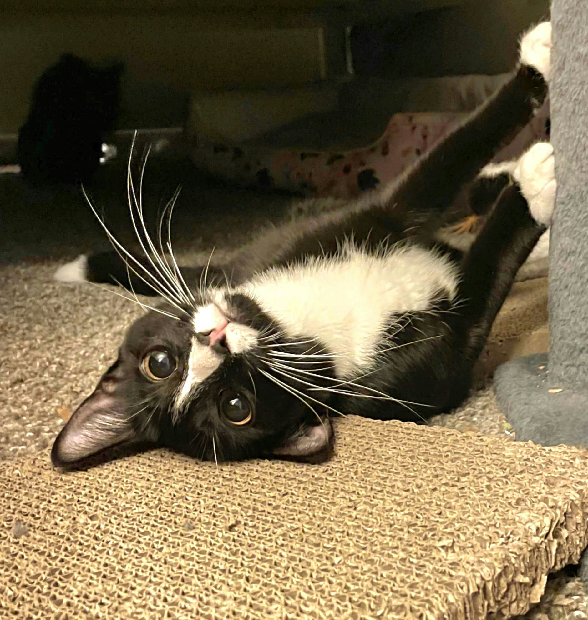 Maia, Young Female Domestic Short Hair