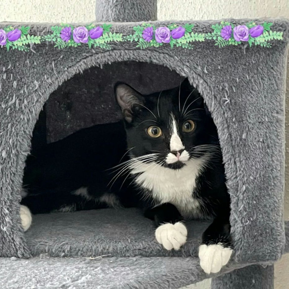 Enlarge Maia, a Adoptable mixed breed in Houston, TX image 1/6