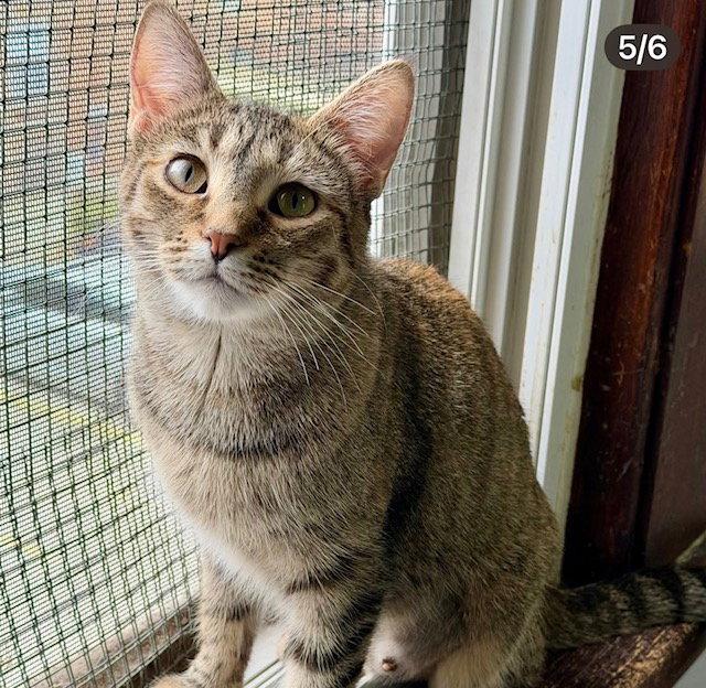 Avalon, Adoptable, Adult Female Torbie.