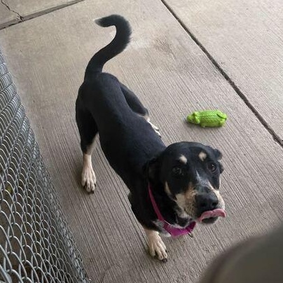 Enlarge Minnie, a ADOPTABLE Hound in Jackson, MI image 5/6