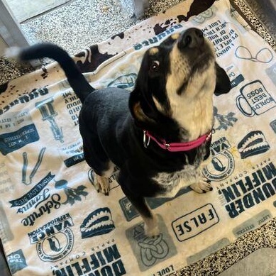 Enlarge Minnie, a ADOPTABLE Hound in Jackson, MI image 3/6