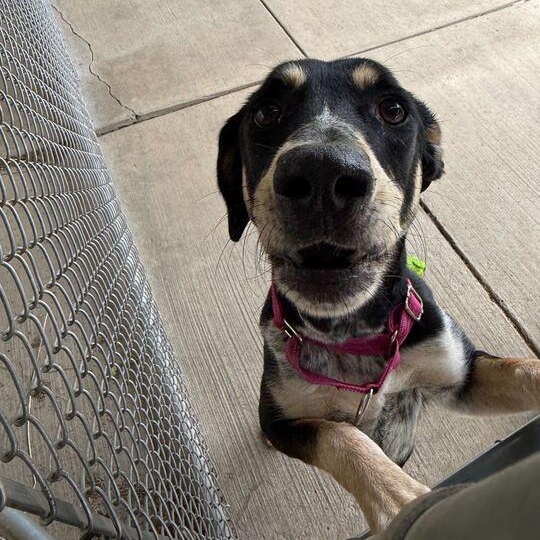 Enlarge Minnie, a ADOPTABLE Hound in Jackson, MI image 4/6