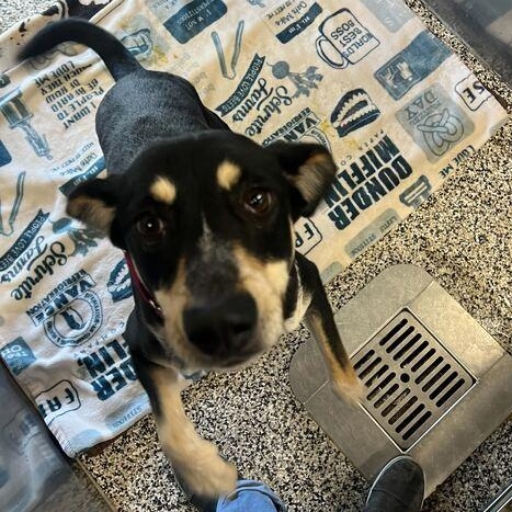Enlarge Minnie, a ADOPTABLE Hound in Jackson, MI image 2/6