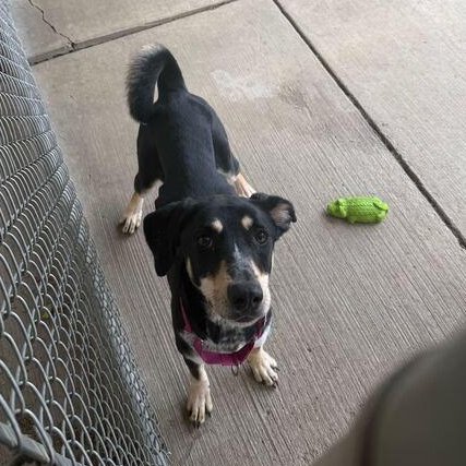 Enlarge Minnie, a ADOPTABLE Hound in Jackson, MI image 6/6