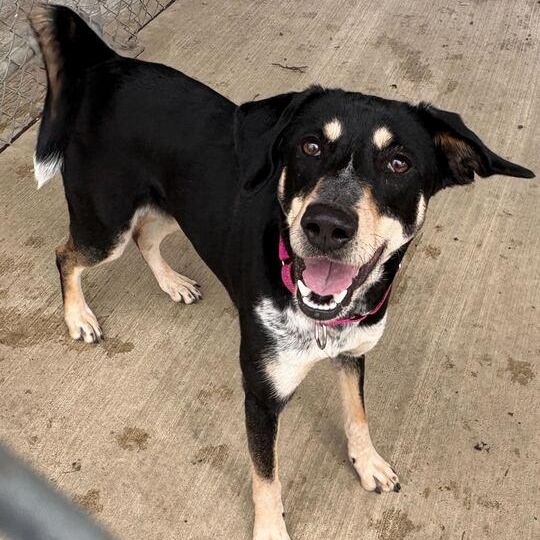Minnie, ADOPTABLE, Adult Female Hound.
