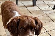 Enlarge Casey, a ADOPTABLE Brittany Spaniel in Marion, MA image 2/2