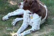 Casey, ADOPTABLE, Senior Male Brittany Spaniel.