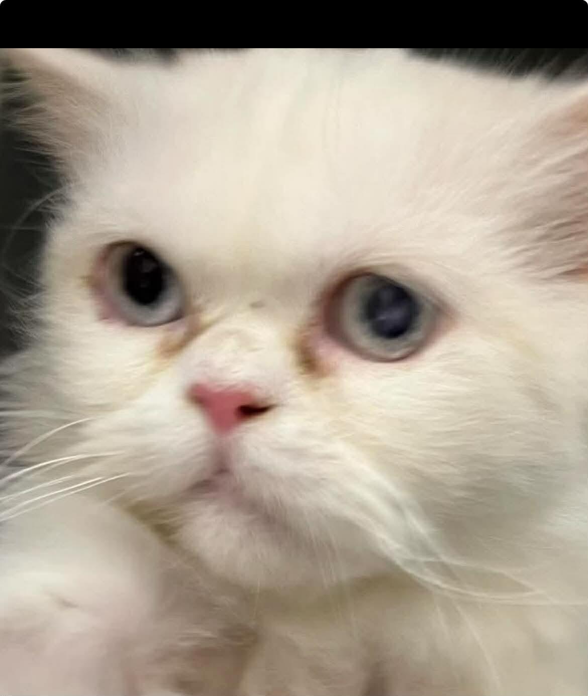 Enlarge walter, a ADOPTABLE Persian in Woodmere, NY image 3/3